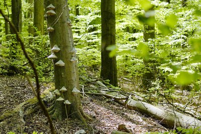 Junge und alte Buchen im Nationalpark Eifel.