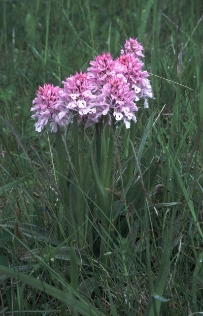 Wacholderheide bei Waldfisch