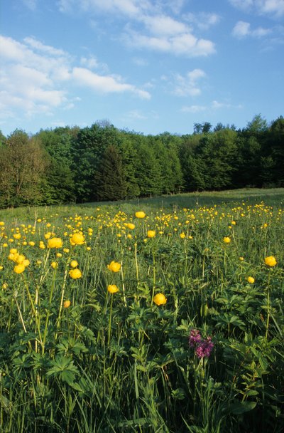 Trollblumen auf Bergwiese