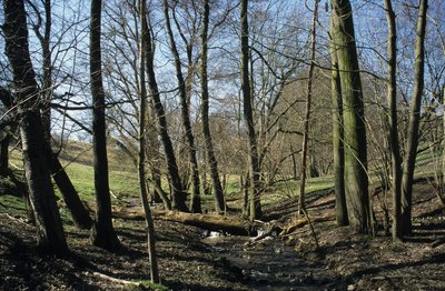 Bach im Hirschrodaer Grund