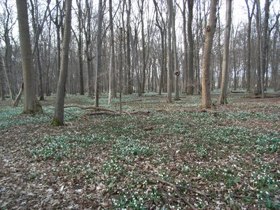 Großschwabhäuser Hain