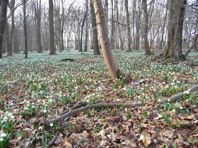 Großschwabhäuser Hain