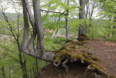 Knorrige Buche an Oberkante NO-Steilhang