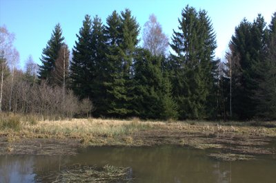 Moorfrosch-Teich