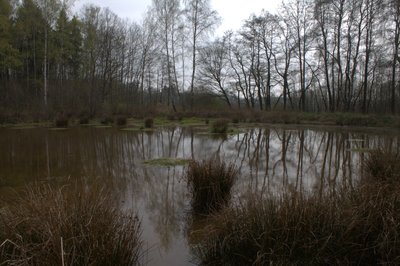 Moorfrosch-Teich