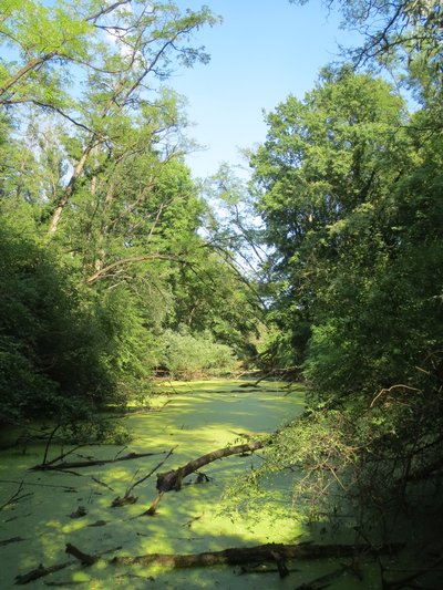 Graben im Naturschutzgebiet Brückenkopf vom Brückenkopf der Festung Germersheim