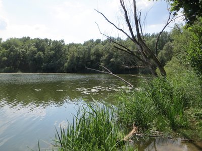 Naturschutzgebiet Rußheimer Altrhein