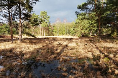 Blick in das Naturschutzgebiet