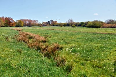 Historische Wölbackerstrukturen im Naturschutzgebiet Brink (NSG COE-055) in Coesfeld, Kreis Coesfeld, Nordrhein-Westfalen.