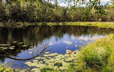 Naturschutzgebiet Mümmelkensee