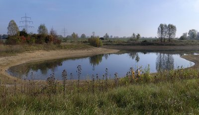 Kleine Seen und Tümpel sind wichtige Lebensräume in der Auenlandschaft des Ried