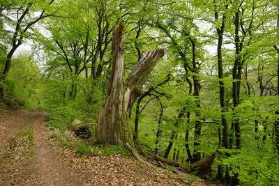 Naturschutzgebiet Saarsteilhänge am Kaiserweg (rheinland-pfälzischer Teil) (Mai 2017)
