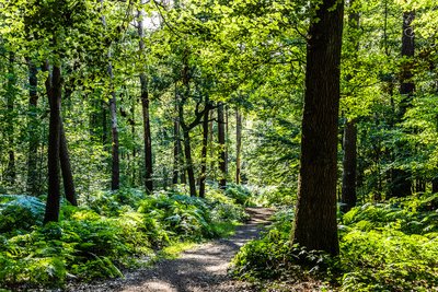 Der Hohe Mark Steig Etappe 4 - Waldgebiet