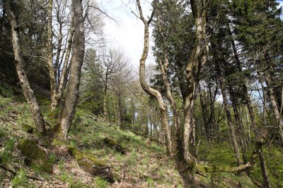 log rubble forest below "Reitsteine"