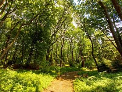Oak forest in the nature reserve