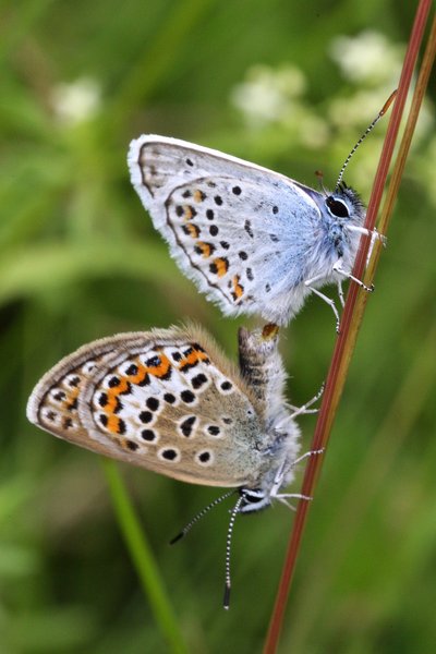 Ziegenried, Argus-Bläuling