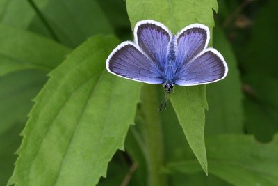 Ziegenried, Argus-Bläuling