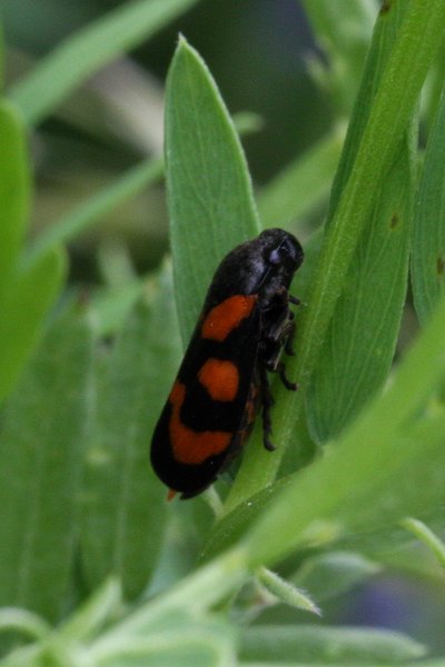 Ziegenried, Blutzikade