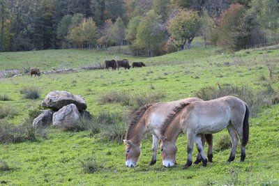 Wisent und Przewalski