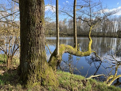 NSG Regentalaue - Rötelseeweiher