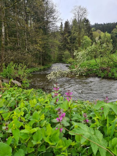 Naturschutzgebiet Mitternacher Ohe