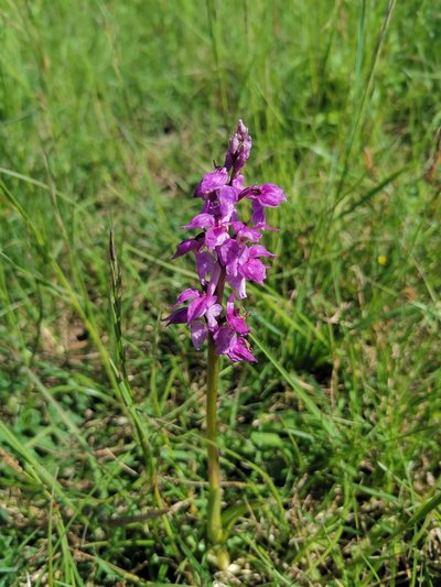 Orchidee