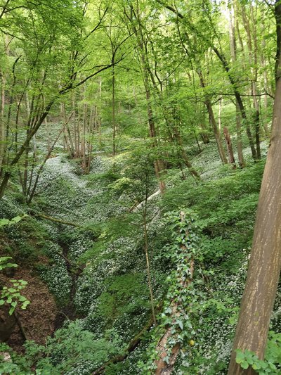 Reesbergdoline