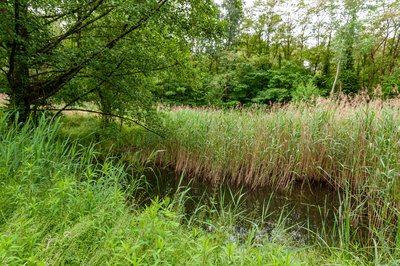 Das Naturschutzgebiet „Jockgrimer Tongruben“.