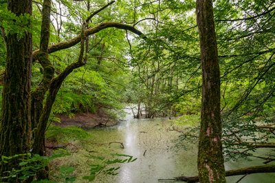 Das Naturschutzgebiet „Jockgrimer Tongruben“.