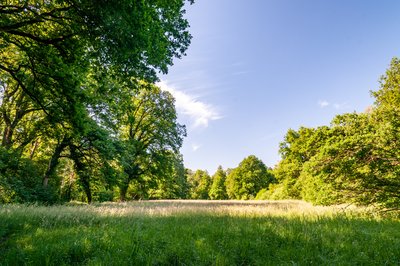 Das Naturschutzgebiet Riedried im Bienwald bei Wörth am Rhein.