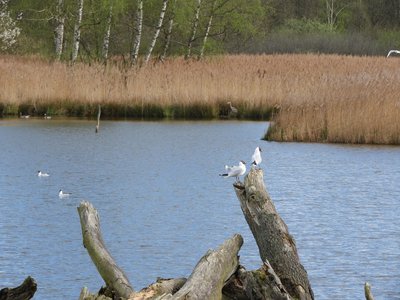 NSG Regentalaue - Lettenweiher