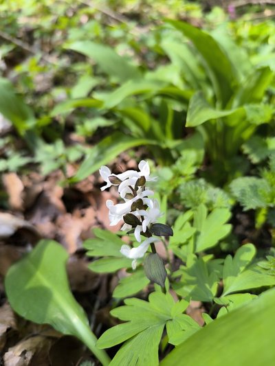Hohler Lerchensporn weiß