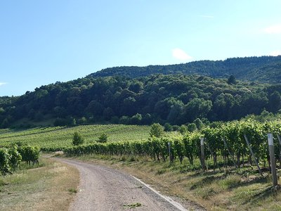 Naturschutzgebiet "Haardtrand - An der Kropsburg" am Heidelberg bei Sankt Martin (Haardt/Pfälzerwald)