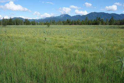 Loisach Kochelsee Moore