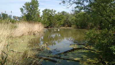 NSG Sandlache: Blick über den Altrheinarm nach Osten