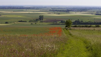 Blick vom Bürvenicher Berg nach Osten, NSG „Bürvenicher Berg und Tötschberg“