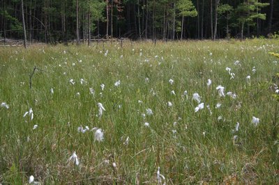 Wollgrasblüte im NSG Buddenhagener Moor, Mecklenburg-Vorpommern.