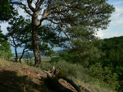 At "Fichtenkopf" in the forest of Langenlonsheim (Germany)