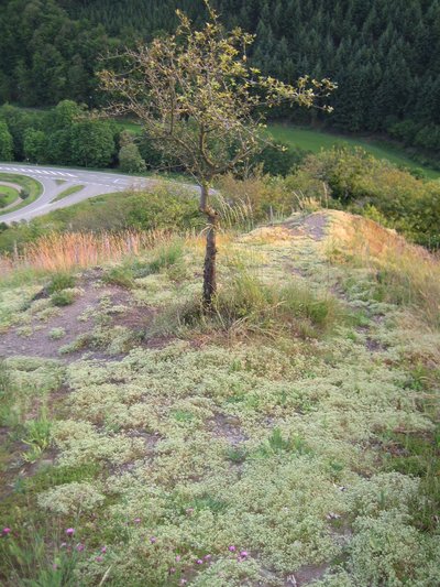 Vegetation auf den Felsen im Naturschutzgebiet „Mittagsfels“ (NSG 7336-026) in Niederalben, Rheinland-Pfalz