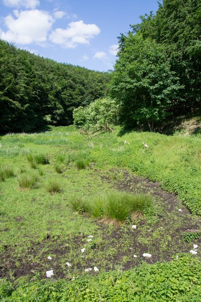 Augustdorf, Naturschutzgebiet "Östlicher Teutoburger Wald", Feuchtwiese mit Binsen