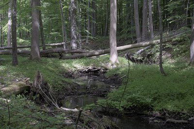 Bierbach im Naturschutzgebiet Eldena