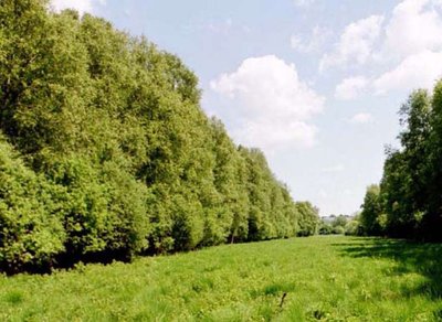 Blick in das Naturschutzgebiet Birkbuschwiesen bei Neubrandenburg (Mecklenburg-Vorpommern)