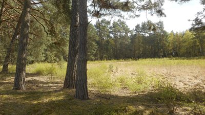 Naturschutzgebiet „Blaues Wasser“ in 19294 Eldena, Landkreis Ludwigslust-Parchim.