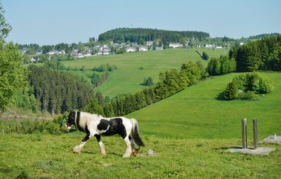 Blick von Mollseif zum Naturschutzgebiet Bergwiesen bei Neuastenberg mit Neuastenberg; Mit Wald vom LSG Winterberg im Hintergrund.