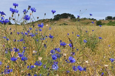Das NGS Schafberg bei Mariendorf ist ein kleines Teilgebiet des NGS Mönchhof.