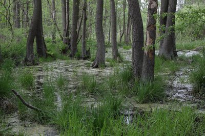 Bruchwald im Naturschutzgebiet Ladebower Moor