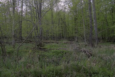 Bruchwald im Naturschutzgebiet Kronwald bei Loitz, Vorpommern-Greifswald
