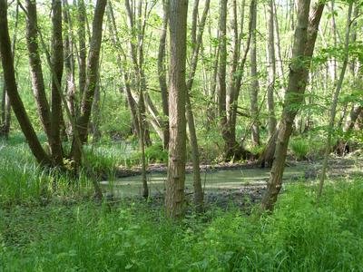 Bruchwald im NSG Neuhofener Woog