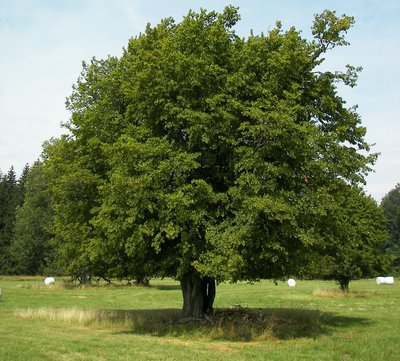 European or common hornbeam (Carpinus betulus), Location: Glashütter Wiesen in the Hunsrück, Rhineland-Palatinate, Germany