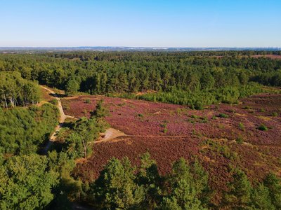 View over the nature reserve “Wulmstorfer Heide with Bornberg”